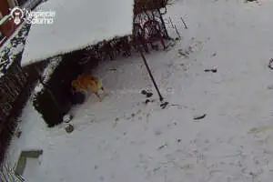 Jak w praktyce, sprawdza się podgrzewana miska na wodę dla psa?