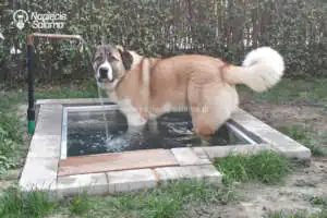 Basen dla psa Basen dla psa