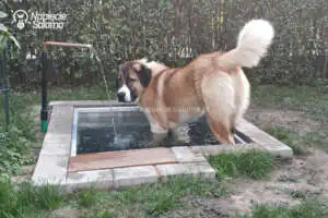 Basen dla psa Basen dla psa