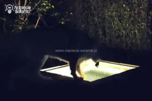 Podświetlony basen dla psa Podświetlony basen dla psa