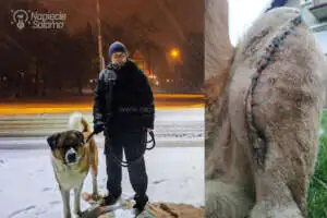 CAO po TPLO na spacerze Piotr Bibik spacer z psem po TPLO